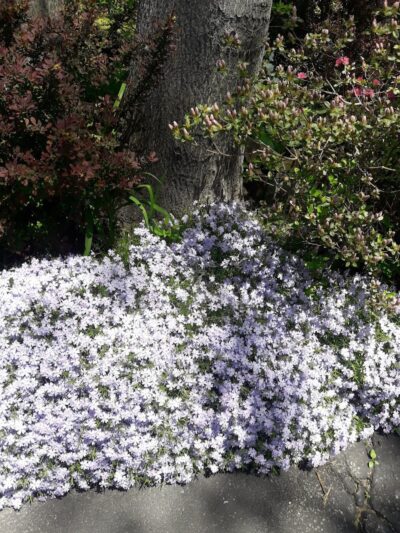 Calhoun Park - Springfield, MA