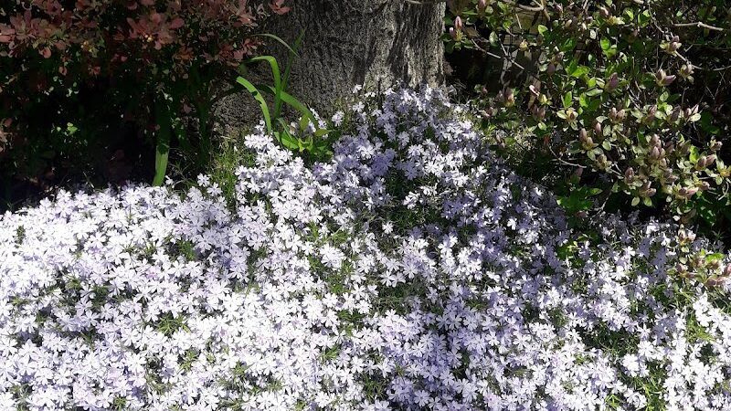 Calhoun Park - Springfield, MA