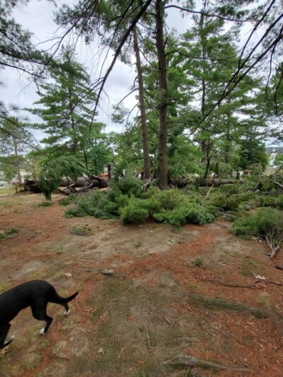 Cottage Hill Park - Springfield, MA