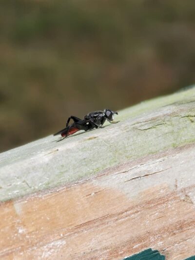 Cottage Hill Park - Springfield, MA