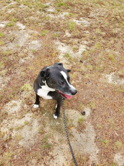 Cottage Hill Park - Springfield, MA