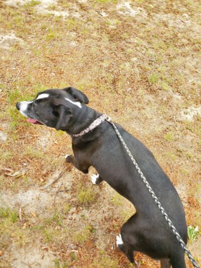 Cottage Hill Park - Springfield, MA