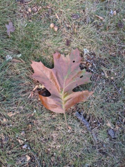 Cottage Hill Park - Springfield, MA