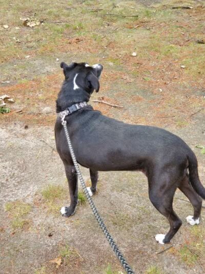 Cottage Hill Park - Springfield, MA