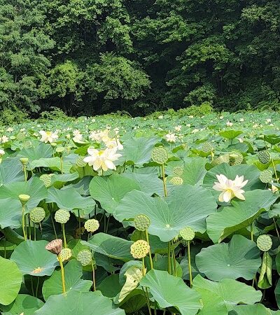 Forest Park - Springfield, MA