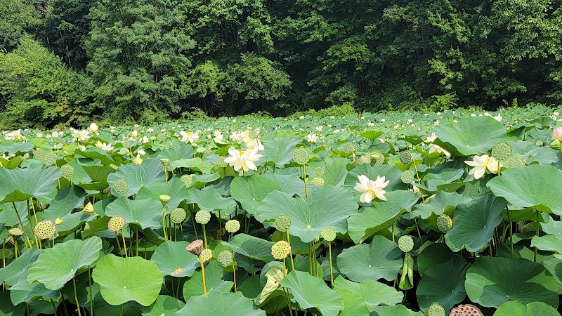 Forest Park - Springfield, MA