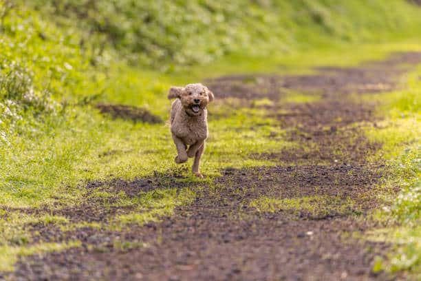 Leonardo da Vinci Park - Springfield, MA
