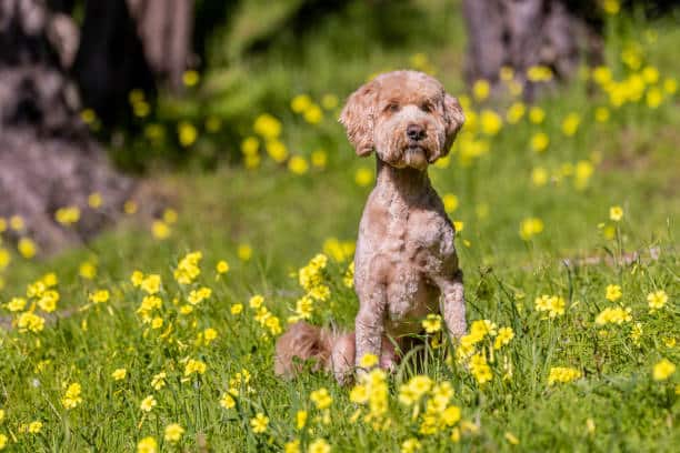 Leonardo da Vinci Park - Springfield, MA