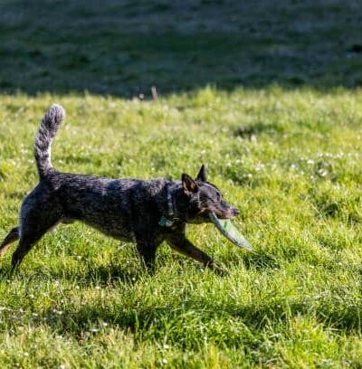 Leonardo da Vinci Park - Springfield, MA