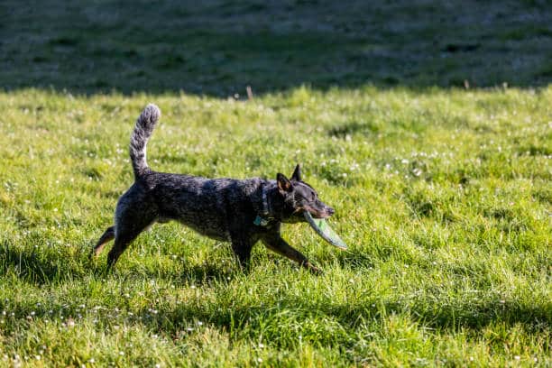 Leonardo da Vinci Park - Springfield, MA