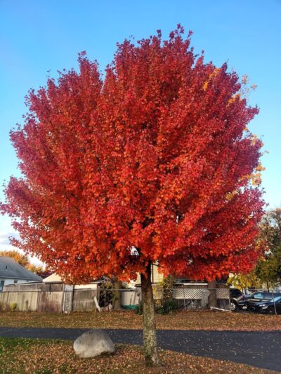 Marshall Roy Park - Springfield, MA