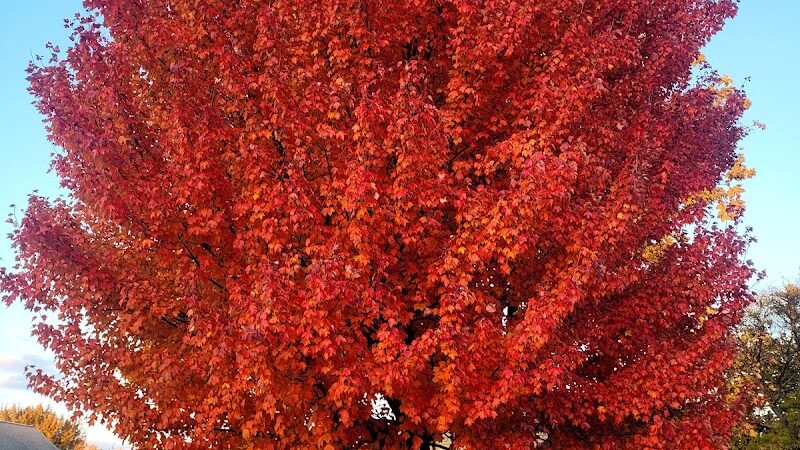 Marshall Roy Park - Springfield, MA