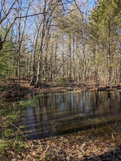 Tamarack Bog - Springfield, MA