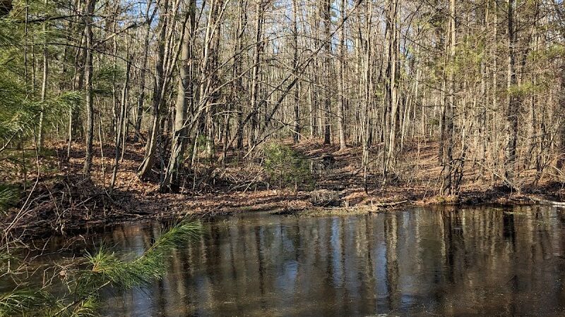 Tamarack Bog - Springfield, MA