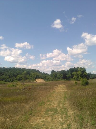 Tamarack Bog - Springfield, MA