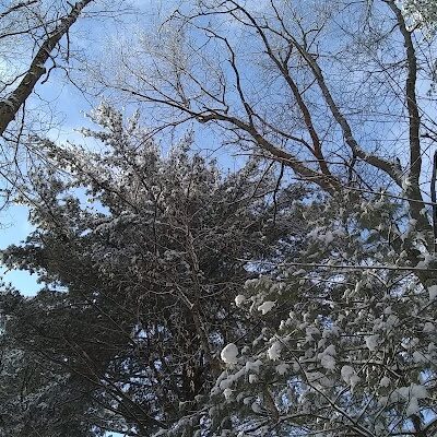 Tamarack Bog - Springfield, MA