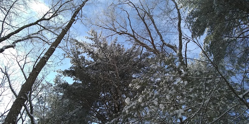 Tamarack Bog - Springfield, MA