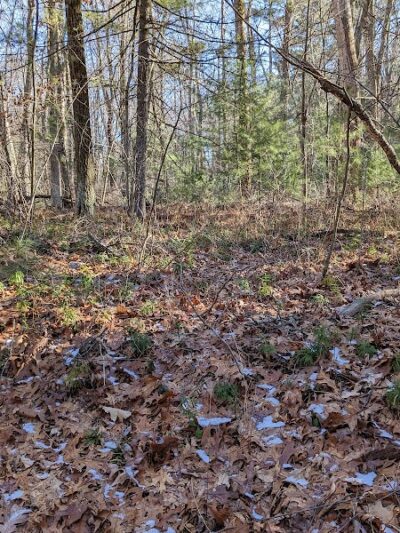 Tamarack Bog - Springfield, MA