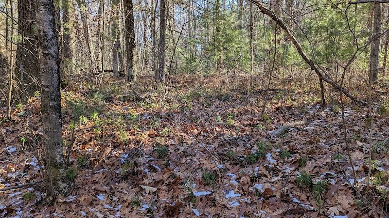 Tamarack Bog - Springfield, MA