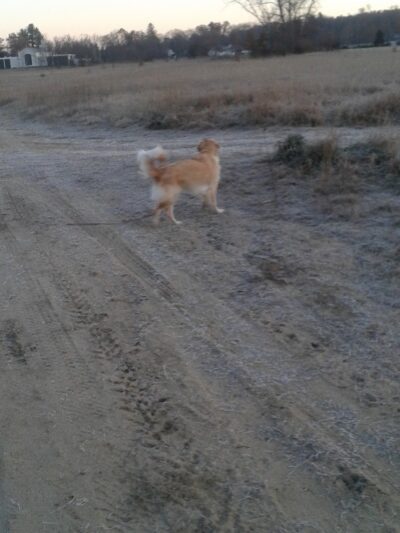 Tamarack Bog - Springfield, MA