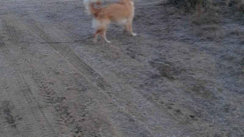 Tamarack Bog - Springfield, MA
