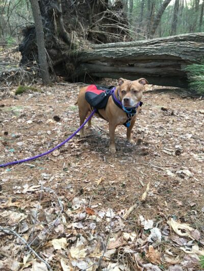 Tamarack Bog - Springfield, MA