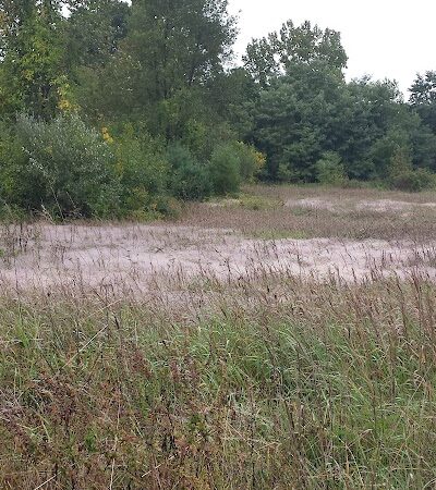 Tamarack Bog - Springfield, MA