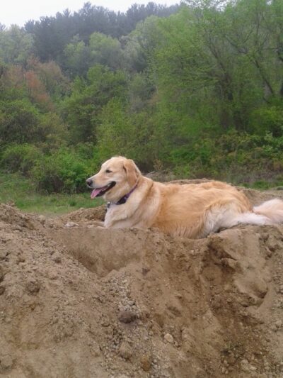 Tamarack Bog - Springfield, MA