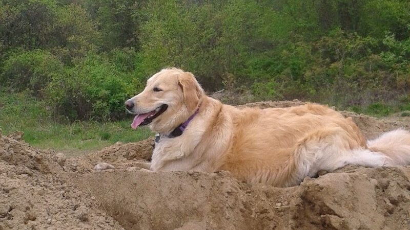 Tamarack Bog - Springfield, MA