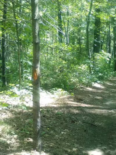 Tamarack Bog - Springfield, MA