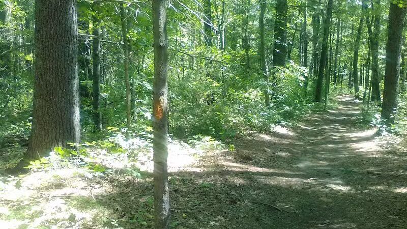 Tamarack Bog - Springfield, MA