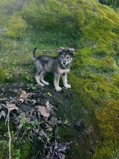 Saint Francisville Riverside Park & Campground - St Francisville, IL