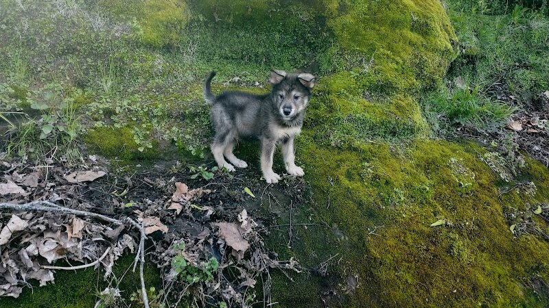 Saint Francisville Riverside Park & Campground - St Francisville, IL