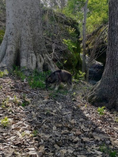 Saint Francisville Riverside Park & Campground - St Francisville, IL