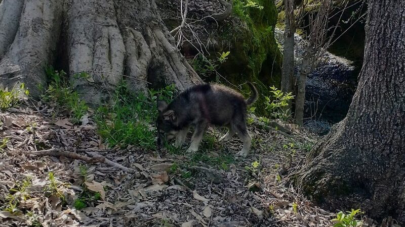 Saint Francisville Riverside Park & Campground - St Francisville, IL