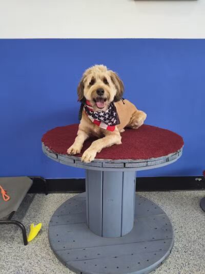 Desert Dog Oasis - St. George, UT