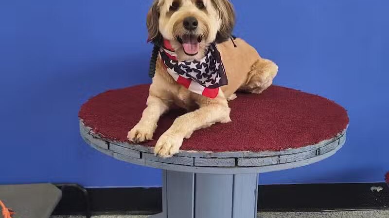 Desert Dog Oasis - St. George, UT