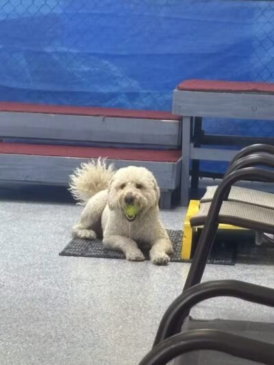 Desert Dog Oasis - St. George, UT