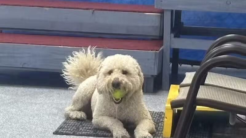 Desert Dog Oasis - St. George, UT