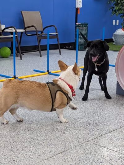 Desert Dog Oasis - St. George, UT