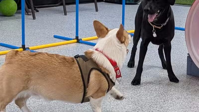 Desert Dog Oasis - St. George, UT