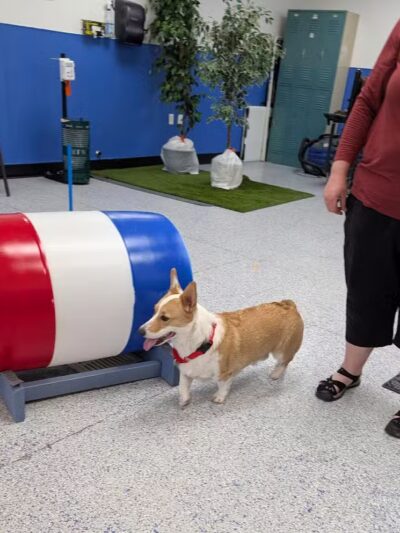 Desert Dog Oasis - St. George, UT