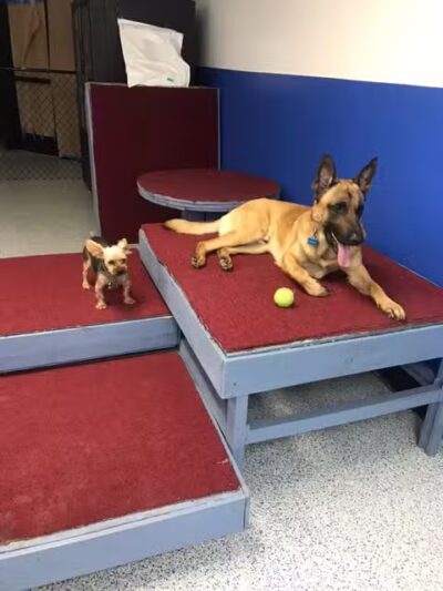 Desert Dog Oasis - St. George, UT