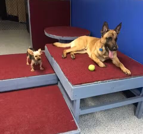 Desert Dog Oasis - St. George, UT