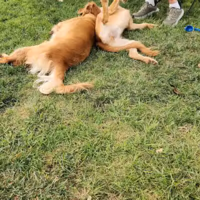 JC Snow Dog Park - St. George, UT