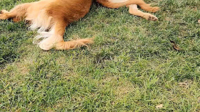 JC Snow Dog Park - St. George, UT