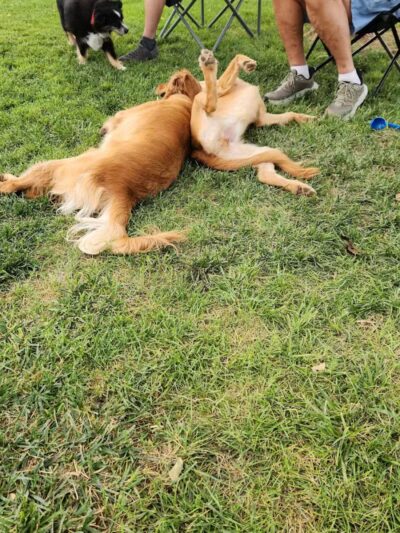 JC Snow Dog Park - St. George, UT