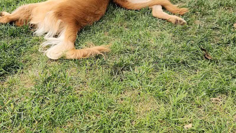 JC Snow Dog Park - St. George, UT