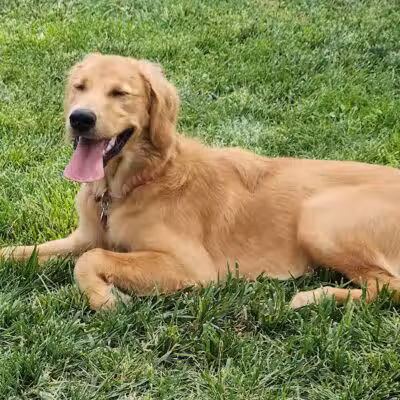 JC Snow Dog Park - St. George, UT