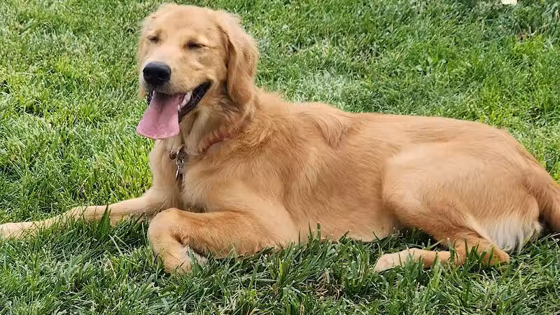 JC Snow Dog Park - St. George, UT